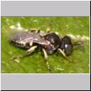 Oxybelus bipunctatus - Fliegenspiesswespe m04 5mm - Sandgrube Niedringhaussee.jpg